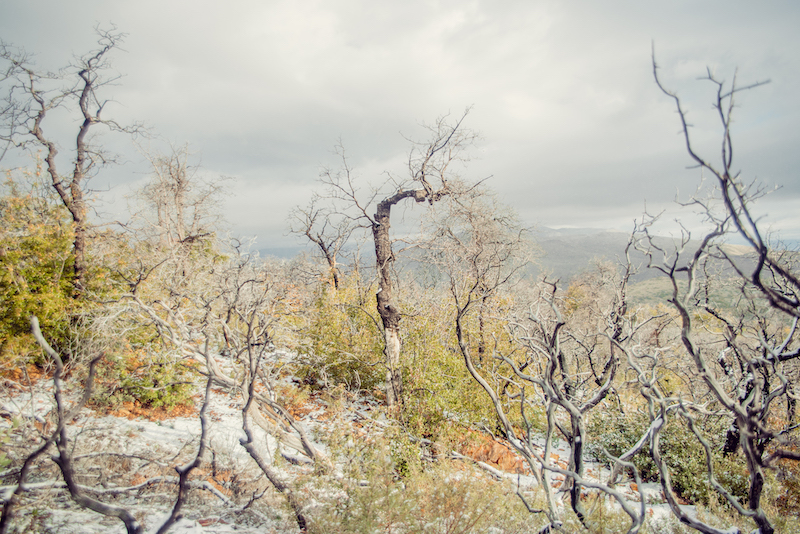 Arizona Snow Maren Greene